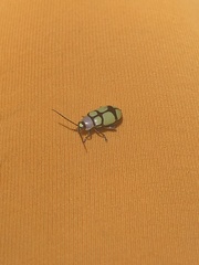 Omophoita octoguttata