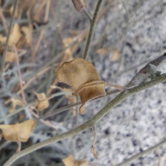 Lyrocarpa coulteri