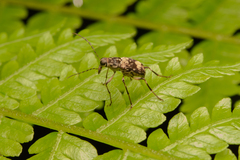 Anthribidae