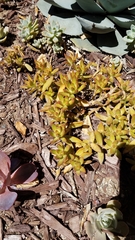 Sedum adolphi