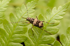 Anthribidae