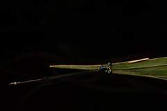 Coeliccia membranipes