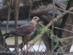 Buteogallus meridionalis