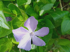 Vinca major