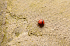 Coccinelloidea