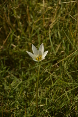 Zephyranthes mesochloa