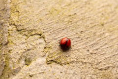 Coccinelloidea