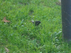 Phoenicurus ochruros