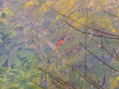 Pericrocotus ethologus