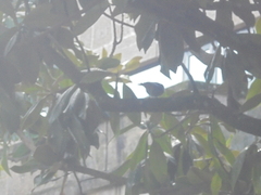 Phoenicurus ochruros