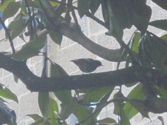 Phoenicurus ochruros