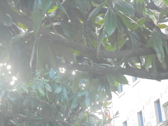 Phoenicurus ochruros