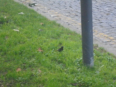 Phoenicurus ochruros