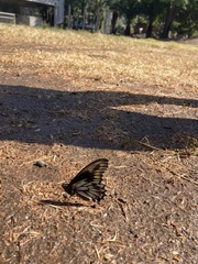 Battus polydamas psittacus