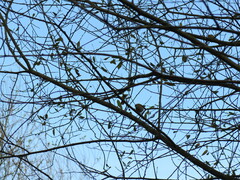 Regulus ignicapilla ignicapilla