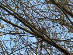 Regulus ignicapilla ignicapilla