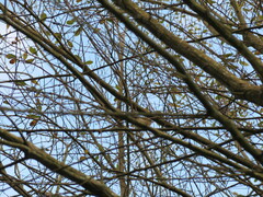 Regulus ignicapilla ignicapilla