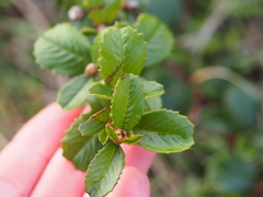 Ceanothus gloriosus