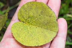 Cercis siliquastrum