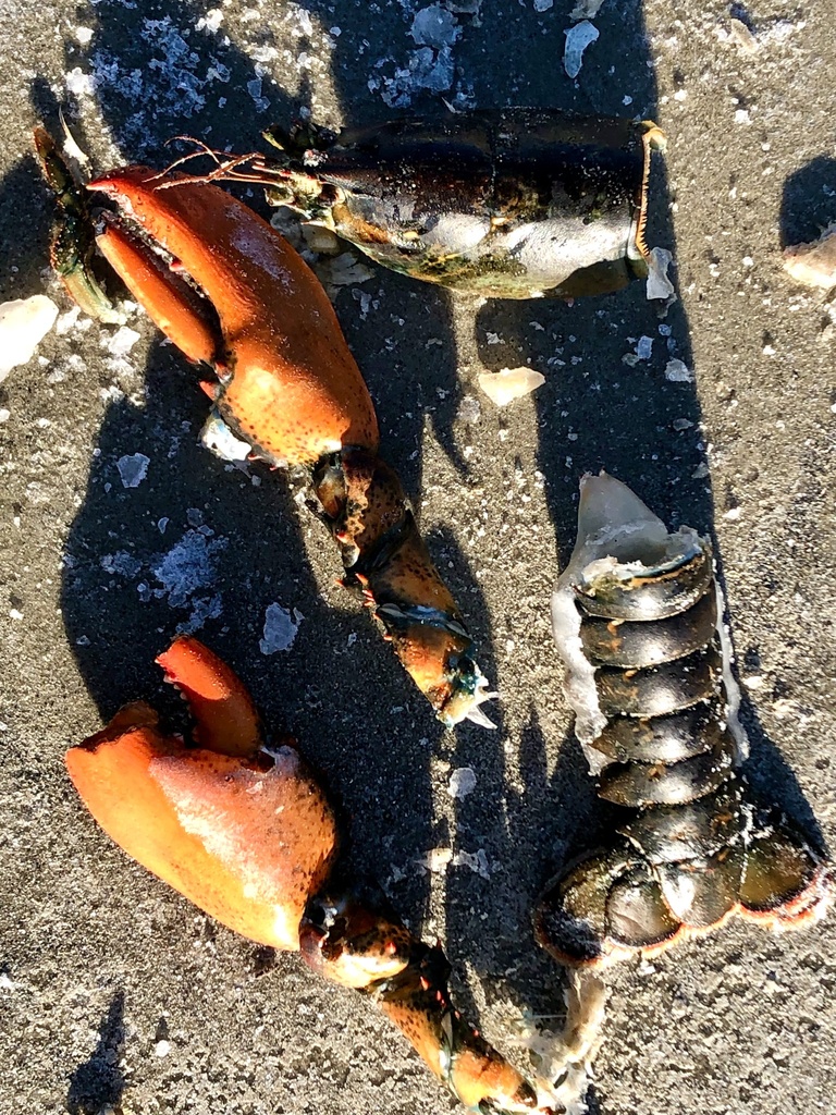 American Lobster from Wavelet St, Old Orchard Beach, ME, US on December