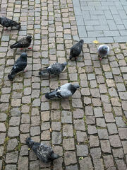 Columba livia domestica