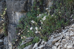 Dryas viscosa