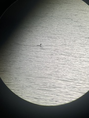 Mergus merganser