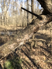 Peniophora albobadia