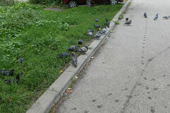 Columba livia domestica