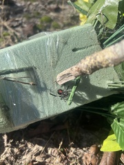Latrodectus