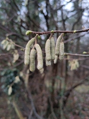 Corylus avellana