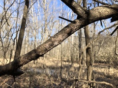 Peniophora albobadia