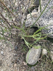 Bebbia juncea