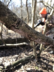 Peniophora albobadia