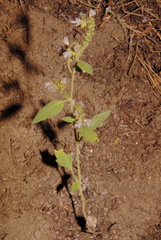 Phacelia purpusii