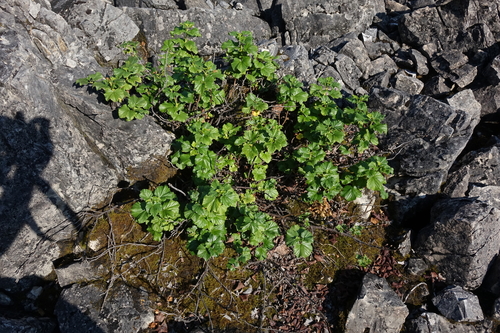 Ribes fragrans (Ribes fragrans)