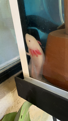 Ambystoma mexicanum