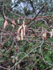 Corylus avellana