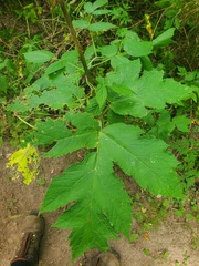 Heracleum mantegazzianum