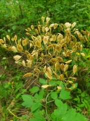 Heracleum mantegazzianum