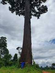 Bertholletia excelsa