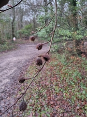 Fagus sylvatica