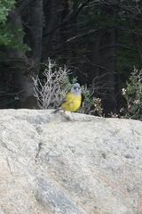 Phrygilus patagonicus