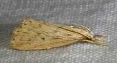 Diatraea lisetta