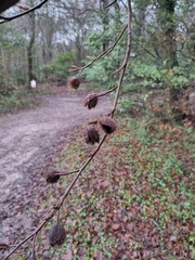 Fagus sylvatica