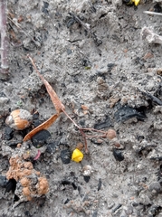 Loranthus europaeus