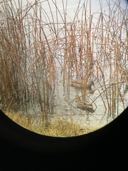 Anas platyrhynchos