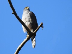 Accipiter bicolor