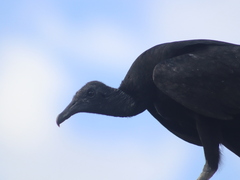 Coragyps atratus