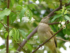 Pycnonotus conradi